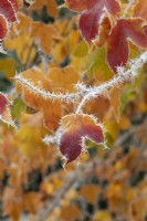 Acer buergerianum - Trident maple leaves in the frost