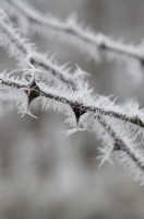 Zanthoxylum simulans - Sichuan pepper thorns in the frost