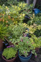 Collection of containers filled with summer plants in small garden patio