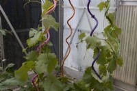 Grape vines,vitis vinifera, grow up multi coloured painted twisted plant stakes in a  greenhouse. June. 