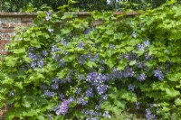 Clematis 'Perle d'Azur' and a grape vine trained on an old garden wall. July