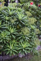 Euphorbia stygiana in August