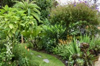 Cornish garden in August with succulents and tender plants and large leaved foliage.