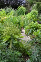 Cornish garden in August with tender perennials including tall Lobelia giberroa, the giant lobelia.