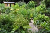 Cornish garden in August with tender perennials including Musschia wollastonii and tall Lobelia giberroa, the giant lobelia.