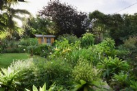 Cornish garden in August with tender perennials including tree lobelias, Lobelia giberroa.
