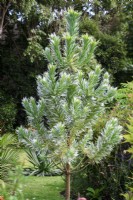 Leucadendron argenteum, the silver tree, in August