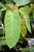 Schefflera macrophylla in August