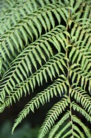 Cyathea medullaris, black tree fern, in August