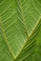 Gunnera insignis leaf