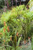 Sonchus canariensis in August