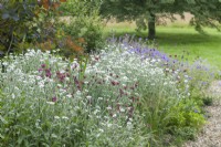 Lychnis coronaria Alba Group and Dianthus carthusianorum beside gravel path. July