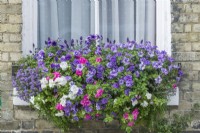 Window box with petunias, lavender and bacopa. Petunia 'Priscilla'. August
