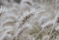 Pennisetum villosum - Feathertop in the frost