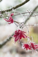 Acer palmatum 'Bloodgood' - Japanese maple tree foliage in the frost