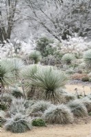 Howards field in the frost at RHS Wisley Gardens 