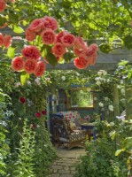 Rosa 'Galway Bay' climbing pergola leading to sheltered garden seating area