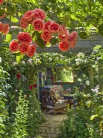 Rosa 'Galway Bay' climbing pergola leading to sheltered garden seating area
