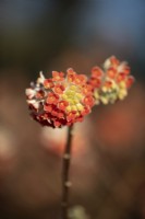 Edgeworthia chrysantha 'Red Dragon'