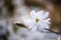 Magnolia stellata 'Scented Silver'