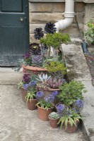 Aeoniums and succulents in pots - June 
