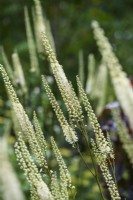 Actaea cordifolia 'Blickfang'