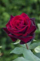 Rosa 'Deep Secret' - Rosa 'Mildred Scheel'. Hybrid tea rose. July