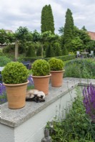 Box balls planted in terracotta containers placed along top of low wall. Siamese cat. July.
