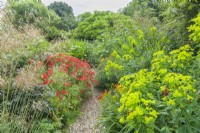 gravel path between colour themed herbaceous borders. Alstroemerias, Stipa gigantea and 
euphorbias. July