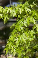 Acer saccharinum, spring March
