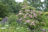 Pink flowering dogwood. Cornus 'Norman Hadden'with Amni majus,  aconitums, verbena and eupatorium. July