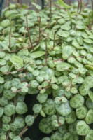 Peperomia prostrata - string of turtles, with spikes of tiny brown flowers. July
