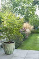 View of contemporary garden with Japanese Maple in large glazed container on patio. August