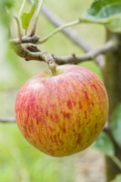 Malus 'Cox's Orange Pippin'. Ripening fruit on tree. September