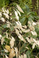 Lunaria annua , Honesty seedpods