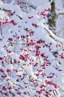 Euonymus europaeus in winter snow.