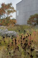 autumn planting in Hepworth Garden with art gallery building designed by Chipperfield.