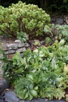 Succulents in a Cornish garden in August including Aeonium cuneatum.