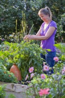 Woman is setting up cane support for tomatoes.