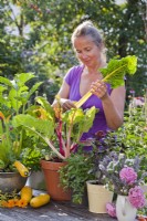 Woman harvesting container grown Swiss chard.