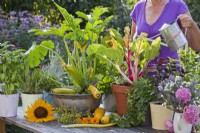 Woman watering vegetables and herbs growing in containers - Courgettes, Swiss chard, mint and basil