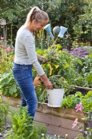 Woman clearing the kitchen garden. Removing spent flowers, weeds and infected and dead plants.