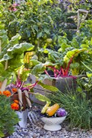 Colander with harvest and raised beds in organic kitchen garden.