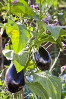 Solanum melongena - aubergine.