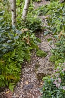 Astrantia 'Hadspen Blood' and  Athyrium filix-femina - ferns lining the path in naturalistic garden.