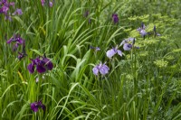 Purple Iris Ensata  - June 