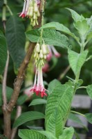 Fuchsia boliviana Carriere var. alba in August