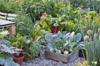 Containers full of growing crops - kohlrabi, Swiss chard and tomatoes.