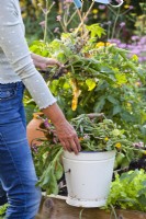 Woman carrying bucket filled with garden waste - spent flowers, weeds and infected and dead plants.
