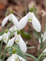 Galanthus Nothing Special